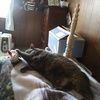 beaversharon913